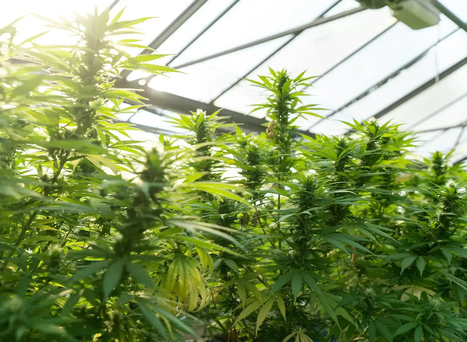 Cannabis plants growing in a greenhouse