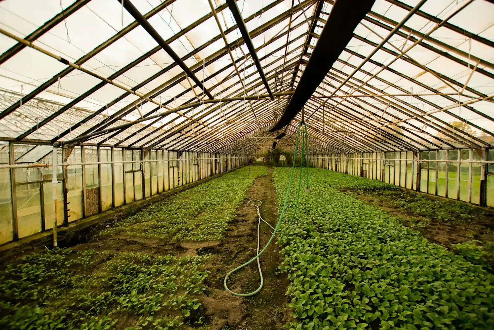 Long glass greenhouse with rows of young plants