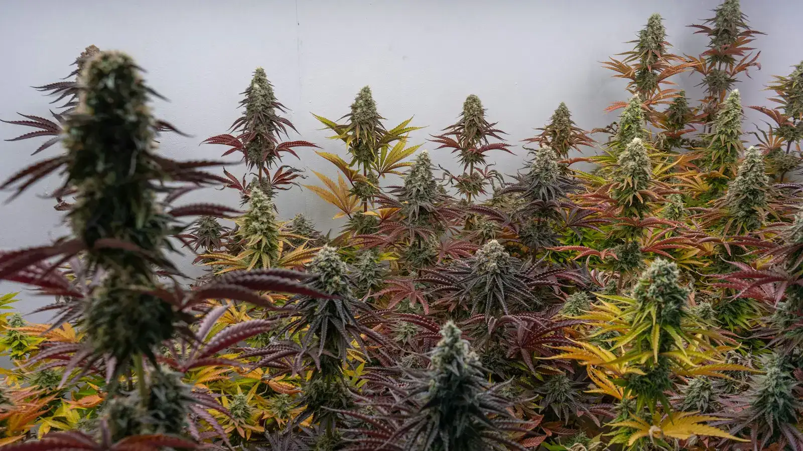 Mature cannabis plants against a light background
