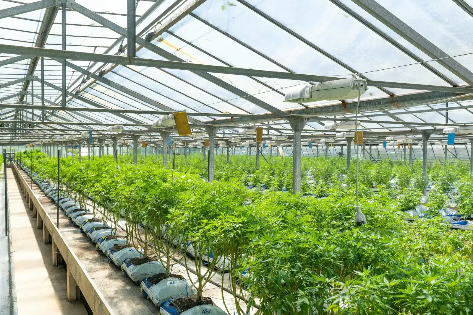 Rows of cannabis plants under supplemental lights in a glass greenhouse