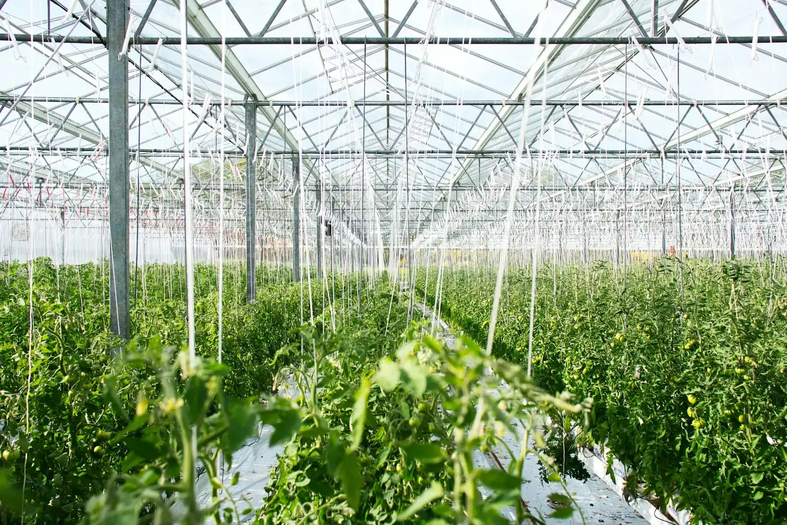 Rows of tomato plants inside a large glass greenhouse
